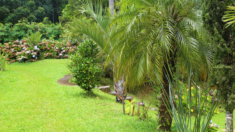 Création jardin exotique, Saint-Clément-de-Rivière, RJ Aménagements Extérieurs