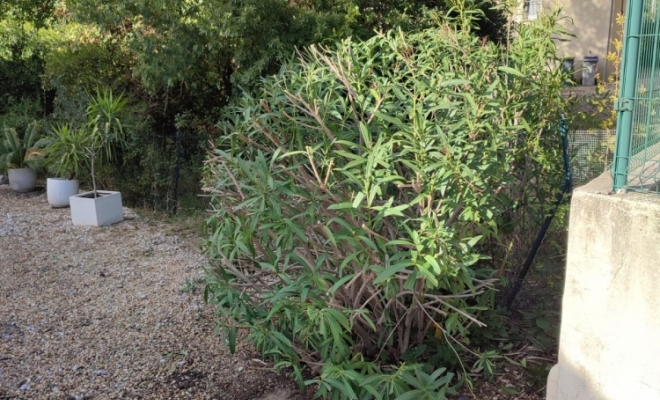 Entretien de jardin sur Montferrier-sur-Lez , Saint-Clément-de-Rivière, RJ Aménagements Extérieurs