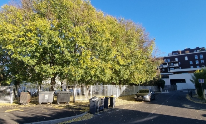 Travaux d'élagage de Micocoulier dans une résidence du centre de Montpellier , Saint-Clément-de-Rivière, RJ Aménagements Extérieurs